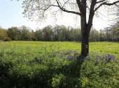 Images for Golden Ball Lane, Maidenhead