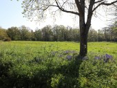 Images for Golden Ball Lane, Maidenhead